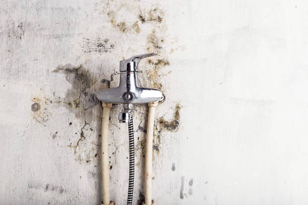 Best HVAC Mold Remediation in Olivia, MN