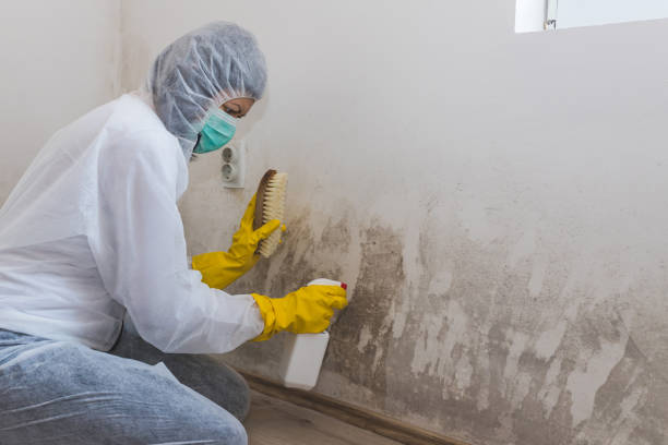 Best Residential Mold Remediation in Olivia, MN