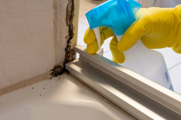Best Post-Remediation Services in Olivia, MN