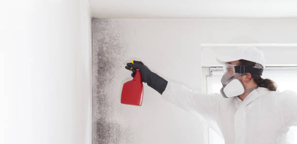 Best Black Mold Remediation in Olivia, MN
