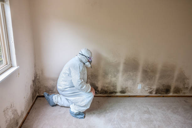Best Industrial Mold Remediation in Olivia, MN