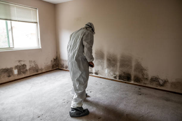 Best Post-Flood Mold Remediation in Olivia, MN