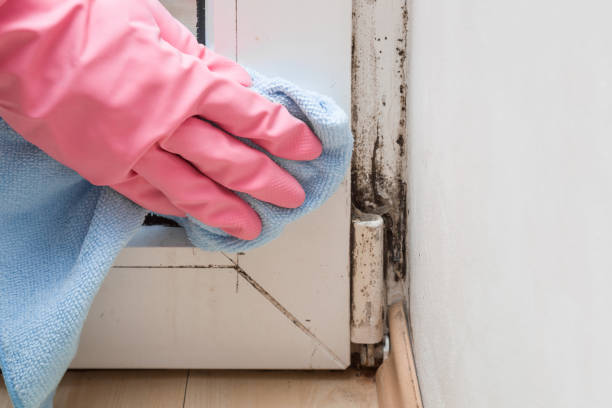 Best Bathroom Mold Remediation in Olivia, MN