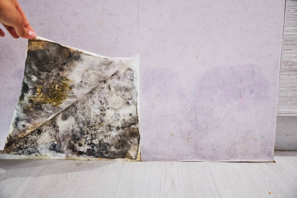 Best Commercial Mold Remediation in Olivia, MN